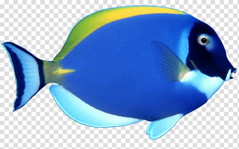 Blue Fish, blue and yellow fish print textile transparent background PNG clipart