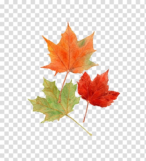 s, three orange maple leaves transparent background PNG clipart