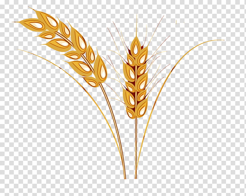 Grass, Emmer, Einkorn Wheat, Cereal Germ, Grasses, Durum, Grain, Starch transparent background PNG clipart