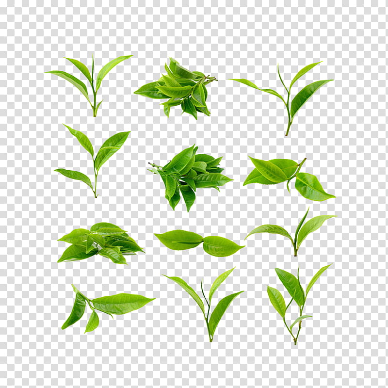 Leaf Green Tea, Matcha, Tea Leaf Grading, Tea Plant, Matcha Green Tea Powder, Flowering Tea, Tea Processing, Black Tea transparent background PNG clipart