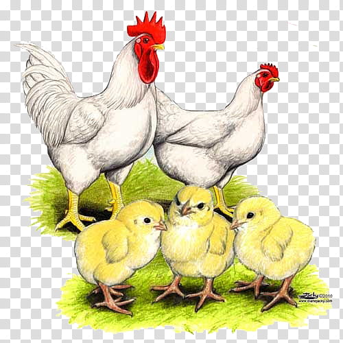 Cartoon Bird, Rooster, Cornish Chicken, Broiler, Plymouth Rock Chicken, Chicken Coop, Poultry, Egg transparent background PNG clipart