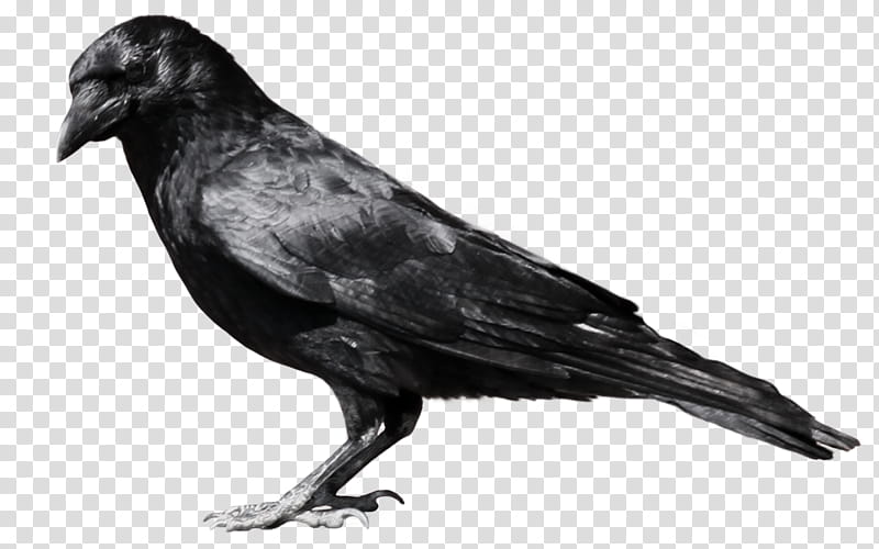 crow , black raven transparent background PNG clipart