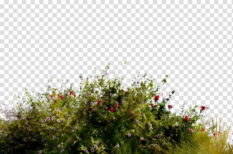 Cartoon Nature, Flora, Vegetation, Meadow, Tree, Shrub, Leaf, Sky transparent background PNG clipart