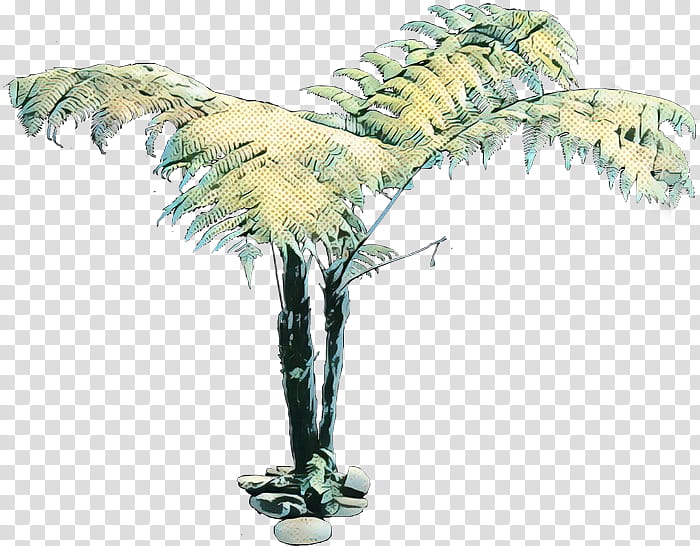Palm Tree, Cyathea Cooperi, Fern, Plants, Tree Fern, Palm Trees, Mexican Fan Palm, Scaly Tree Ferns transparent background PNG clipart