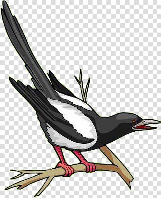 Painting, Eurasian Magpie, Bird, Beak, Wing, Songbird, Feather, Branch transparent background PNG clipart