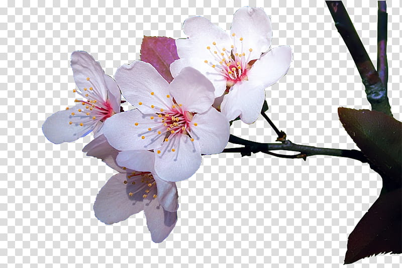 Cherry Blossom, Stau150 Minvuncnr Ad, Cherries, Twig, Spring Framework, Plants, Flower, Branch transparent background PNG clipart