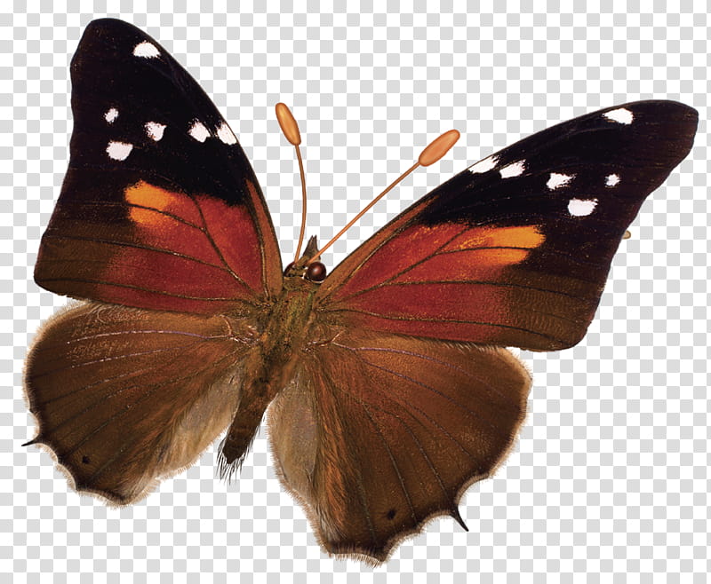 butterflies, brown and black moth transparent background PNG clipart