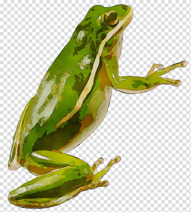 Squirrel, True Frog, Toad, Tree Frog, Animal, Hyla, Shrub Frog, Pacific Treefrog transparent background PNG clipart