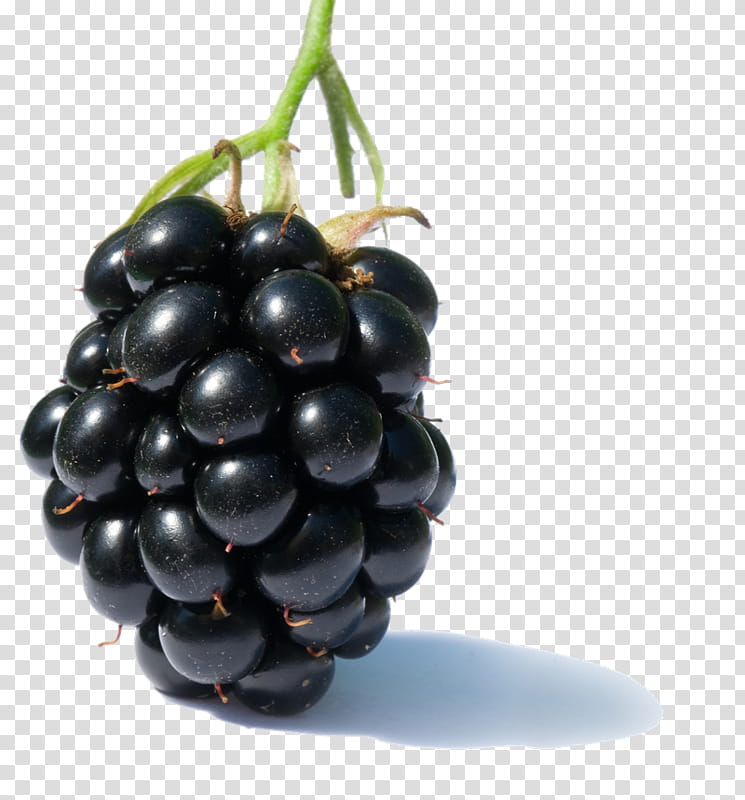 Pie, Blackberry Pie, Fruit, Berries, Black Mulberry, Pacific Blackberry, Raspberry, Vegetable transparent background PNG clipart