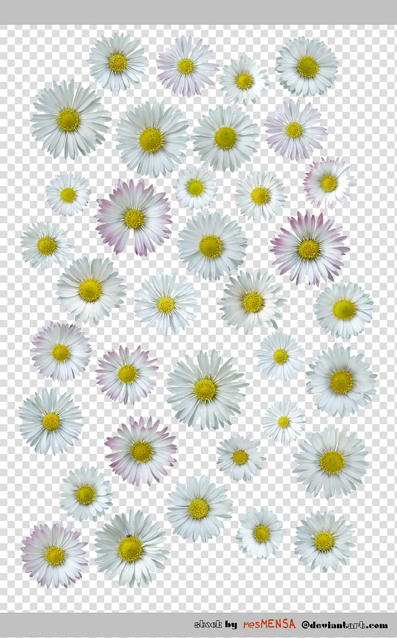 Daisy , white daisy flowers illustration transparent background PNG clipart