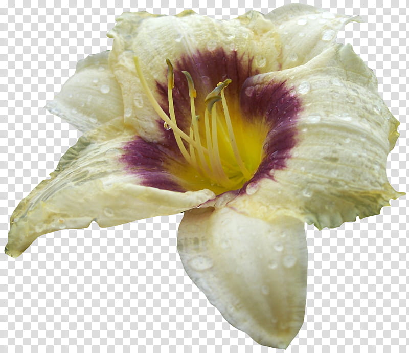 Lilly , white lily fllower transparent background PNG clipart