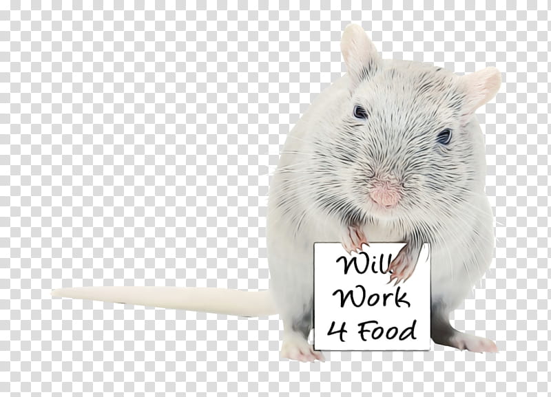 Hamster, Watercolor, Paint, Wet Ink, Gerbil, Rat, Mouse, Muridae transparent background PNG clipart