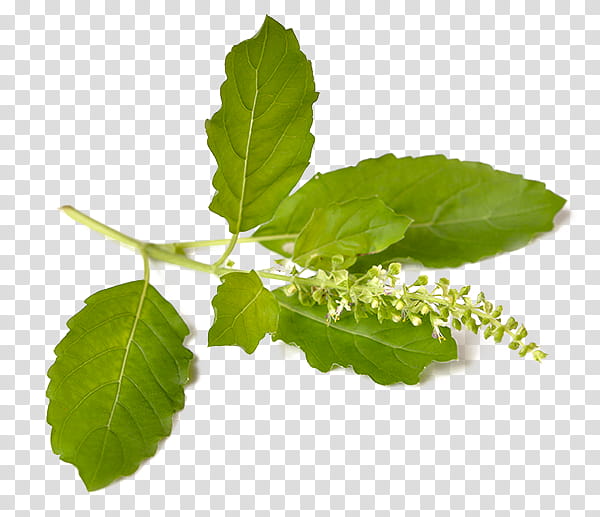 India Flower, Holy Basil, Tulsi Vivah, Organic India, Herb, Leaf, Plant, Tree transparent background PNG clipart