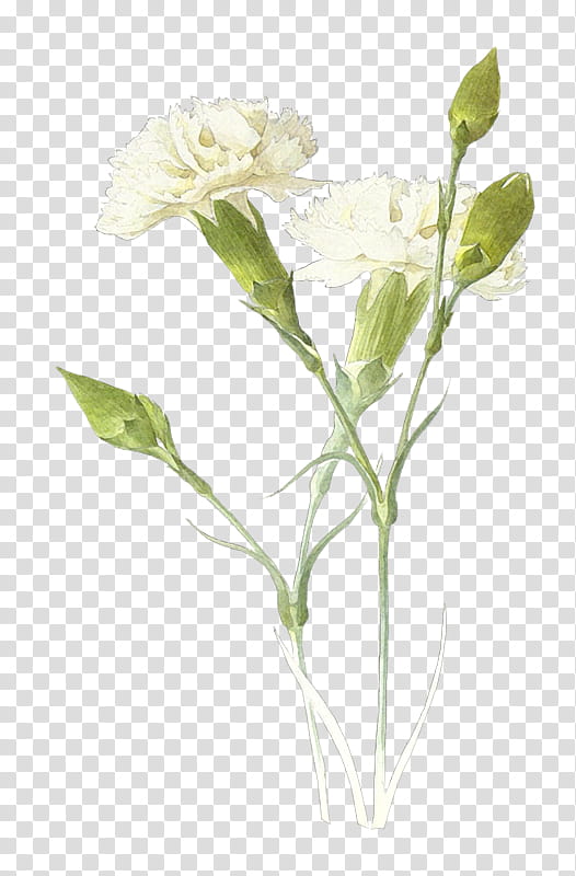 Drawing Of Family, Flower, Carnation, Cut Flowers, Blue Rose, Vase, Floral Design, Plant transparent background PNG clipart