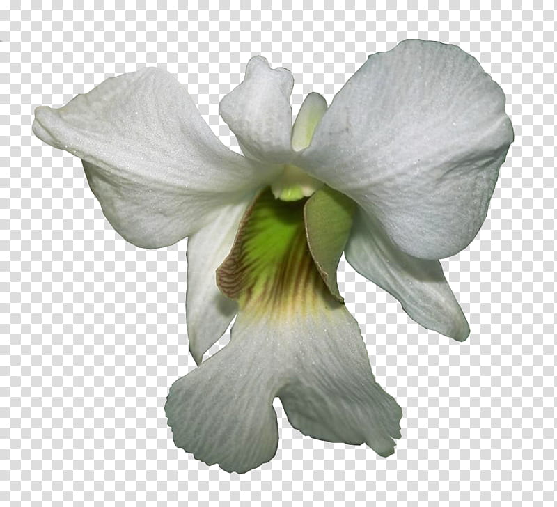 Sweet Pea Flower, Orchids, Long Gallery, White, Petal, Plant, Iris, Dendrobium transparent background PNG clipart