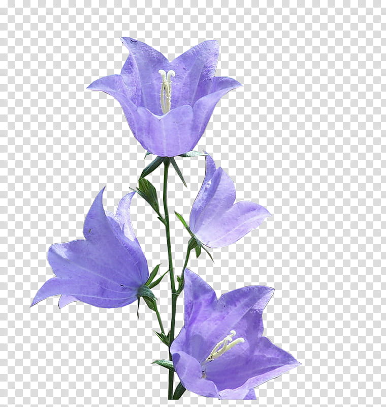 Drawing Of Family, Bellflowers, Bellflower Family, Blue, Violet, Plant, Purple, Harebell transparent background PNG clipart