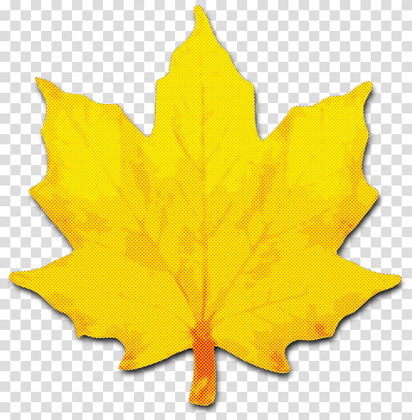 Maple leaf, Tree, Black Maple, Yellow, Woody Plant, Plane, Deciduous, Planetree Family transparent background PNG clipart