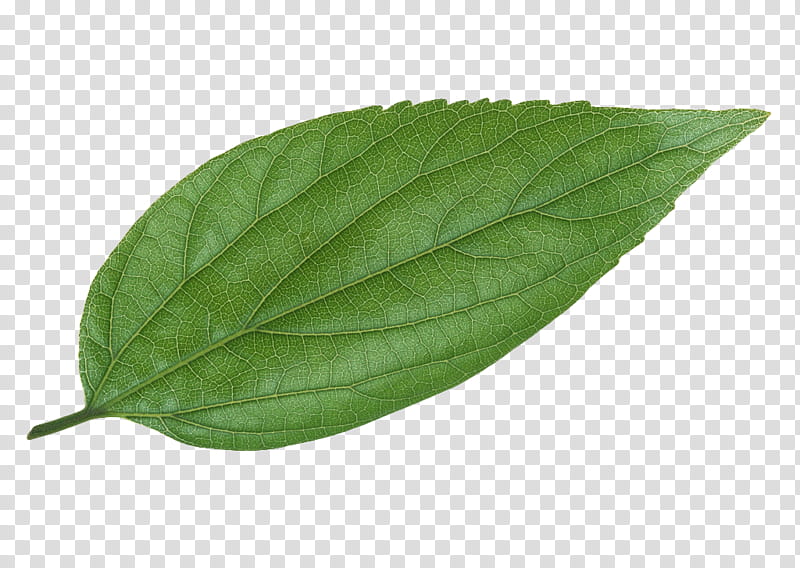 leaf P, ovate green leaf transparent background PNG clipart