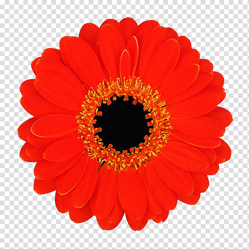 Flowers, Transvaal Daisy, Red, Common Daisy, Yellow, Pink, Desktop , Daisy Family transparent background PNG clipart