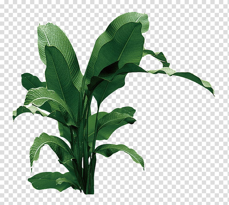 Banana Leaf, Hardy Banana, Drawing, Plant, Herb, Plant Stem, Leaf Vegetable, Tree transparent background PNG clipart