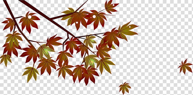 Maple leaf, Tree, Plant, Flower, Flowering Plant, Woody Plant, Black Maple, Sweet Gum transparent background PNG clipart