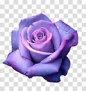 AESTHETIC GRUNGE, purple rose in bloom transparent background PNG clipart