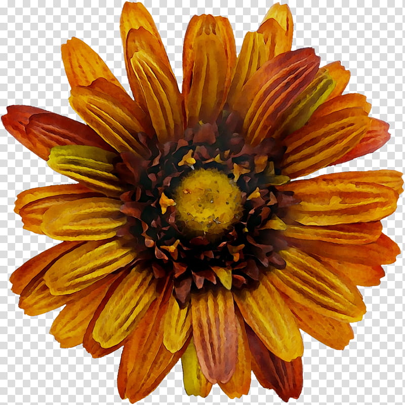 Flowers, Chrysanthemum, Yellow, Cut Flowers, Sunflower, Petal, Gazania, Plant transparent background PNG clipart