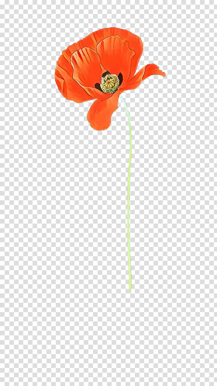 Orange, Cartoon, Flower, Coquelicot, Plant, Poppy, Poppy Family, Corn Poppy transparent background PNG clipart