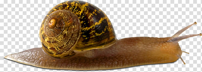 SNAIL, brown snail transparent background PNG clipart