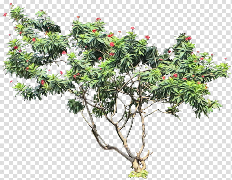 Palm Tree, Peregrina, Shrub, Evergreen, Branch, Palm Trees, Bucida Buceras, Frangipani transparent background PNG clipart