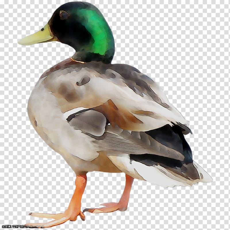 Duck, Mallard, Beak, Feather, Bird, Water Bird, Ducks Geese And Swans, Waterfowl transparent background PNG clipart