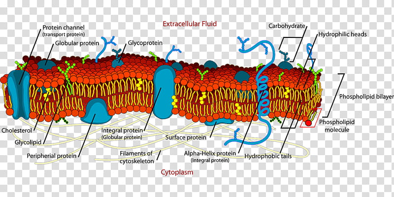 Membrane Structure Text, Cell Membrane, Biological Membrane, Fluid Mosaic Model, Biology, Structural Biology, Lipid Bilayer, Protein, Membrane Protein, Organelle transparent background PNG clipart