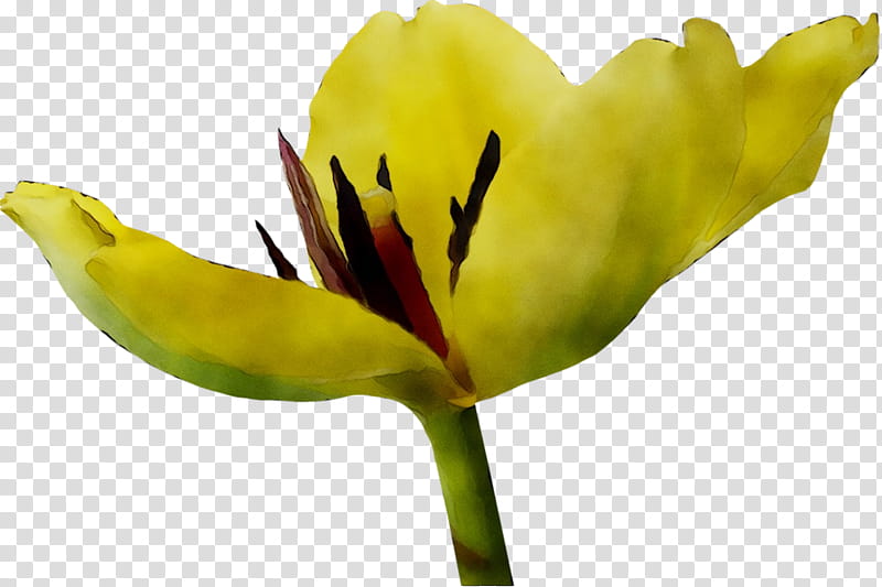 Flowers, Tulip, Plant Stem, Closeup, Plants, Yellow, Petal, Pedicel transparent background PNG clipart