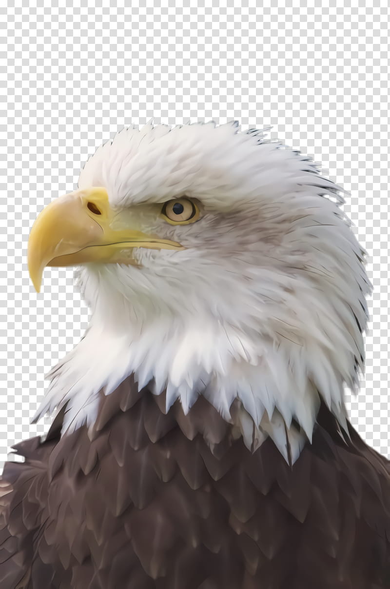 The head of an eagle on a transparent background. by PRUSSIAART on