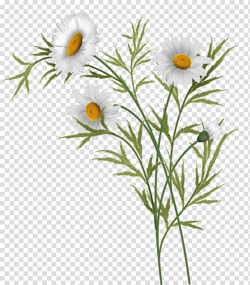 Daisies White Daisy Flowers Illustration Transparent Background Png