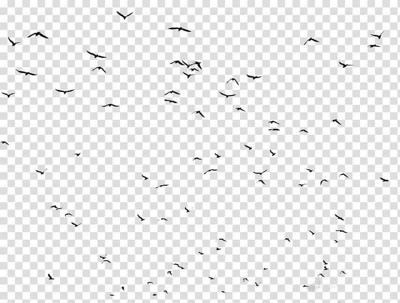 Corneilles, flock of birds illustration transparent background PNG clipart