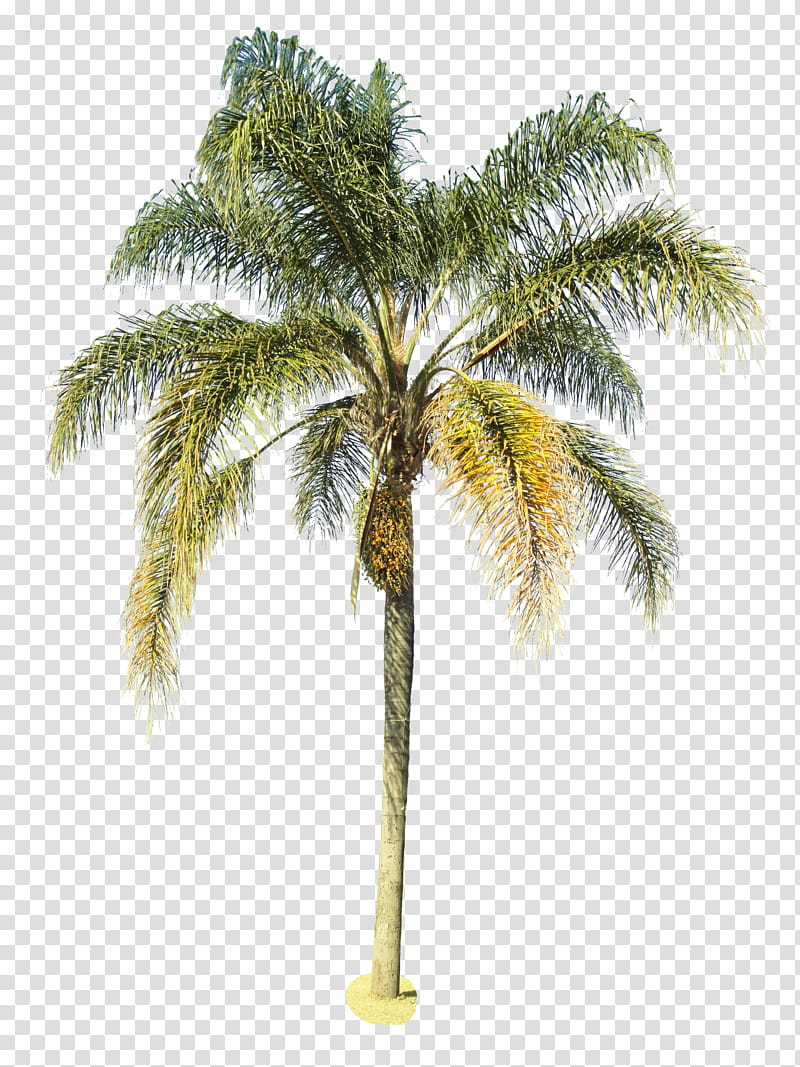 Tree  , green coconut tree transparent background PNG clipart