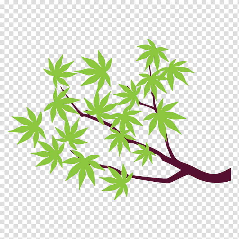 maple branch maple leaves maple tree, Leaf, Green, Plant, Hemp Family, Flower, Plant Stem transparent background PNG clipart