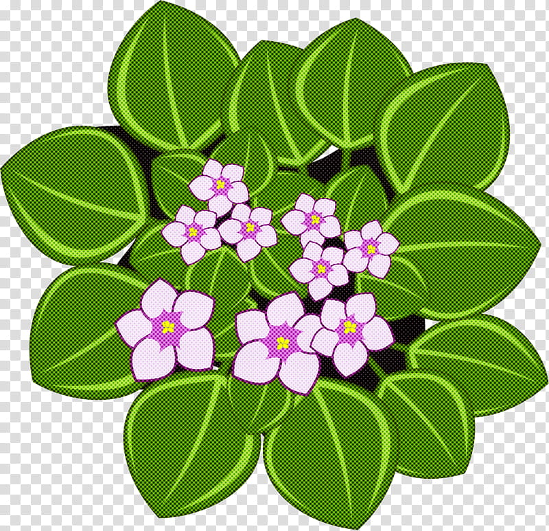 flower plant leaf petal periwinkle, Wildflower, Impatiens transparent background PNG clipart