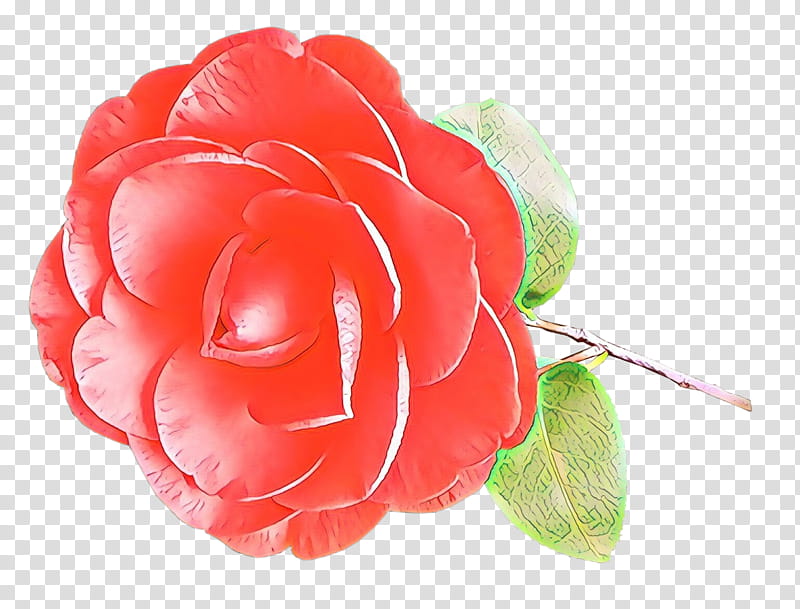 Pink Flower, Cartoon, Garden Roses, Cut Flowers, Petal, Closeup, Camellia, Redm transparent background PNG clipart