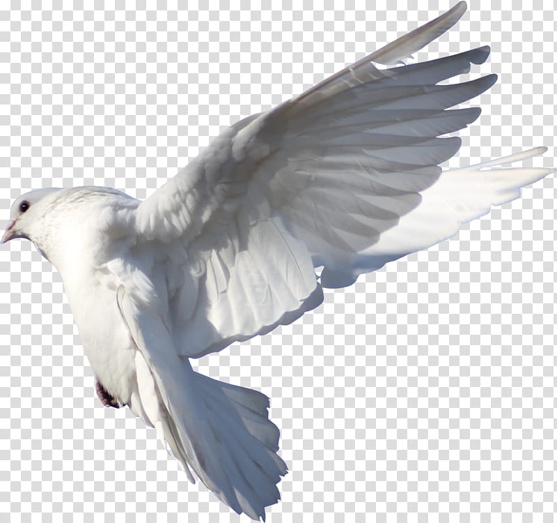 Dove Bird, Homing Pigeon, Racing Homer, English Carrier Pigeon, Typical Pigeons, Pigeon Racing, Bird Flight, Columbinae transparent background PNG clipart