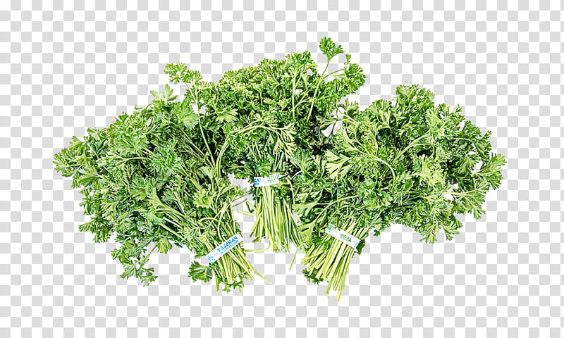 Parsley, Plant, Leaf Vegetable, Flower, Herb, Chervil, Grass transparent background PNG clipart