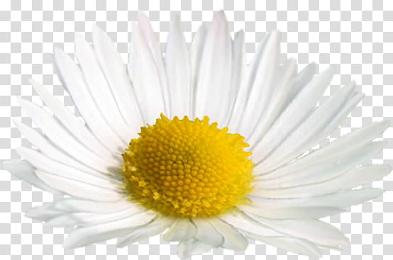 Chamomile, white Daisy flower transparent background PNG clipart