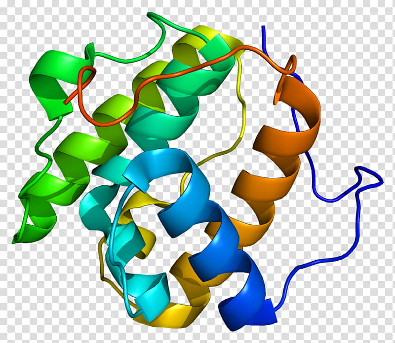 Mapre1 Line, Protein, Human, Gene, Terf1, Adenomatous Polyposis Coli, Microtubuleassociated Protein, Terf2 transparent background PNG clipart