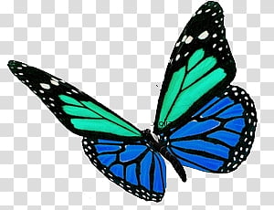 Butterfly s, green and blue butterfly transparent background PNG clipart thumbnail