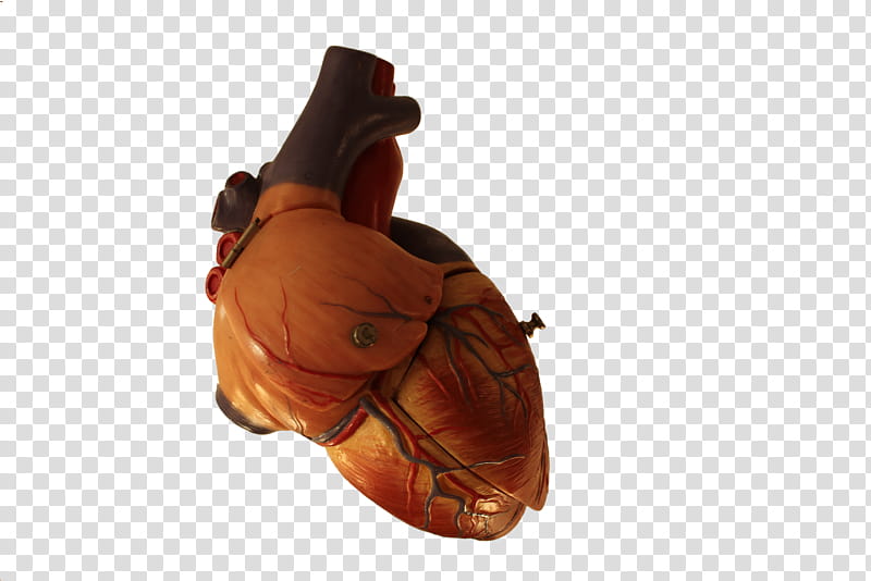 Human Heart Collection, brown heart illustration transparent background PNG clipart