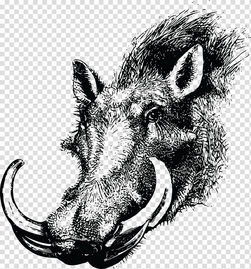 Pig, Common Warthog, Wild Boar, Animal Silhouettes, Drawing, Warthogs, Black And White
, Head transparent background PNG clipart