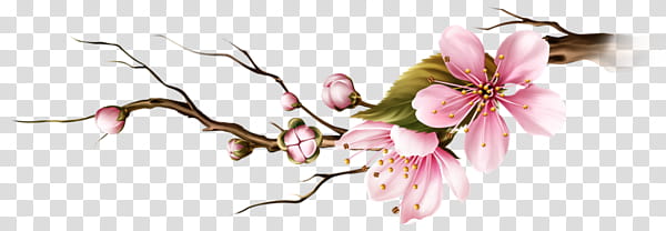 Flowers Celiuska, pink sakura flower in bloom transparent background PNG clipart
