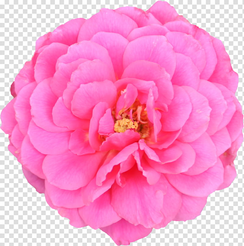 Pink Flowers, Garden Roses, Cabbage Rose, Floribunda, Cut Flowers, Carnation, Mind, Japanese Camellia transparent background PNG clipart