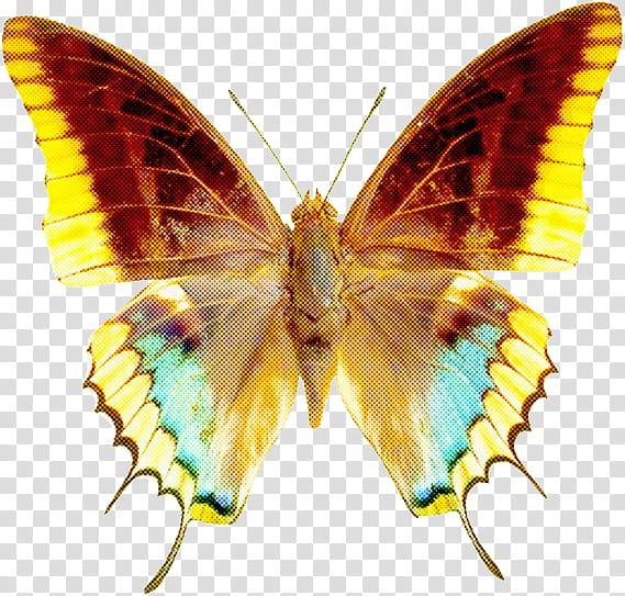 moths and butterflies butterfly insect pollinator wing, Brushfooted Butterfly, Lycaenid, Symmetry transparent background PNG clipart
